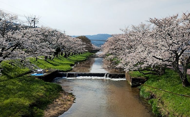 玉湯川堤桜並木