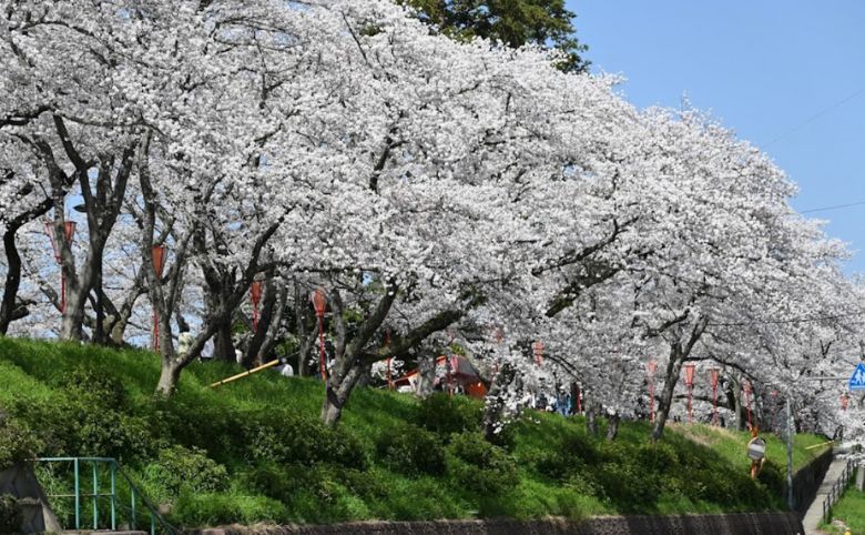 斐伊川堤防桜並木