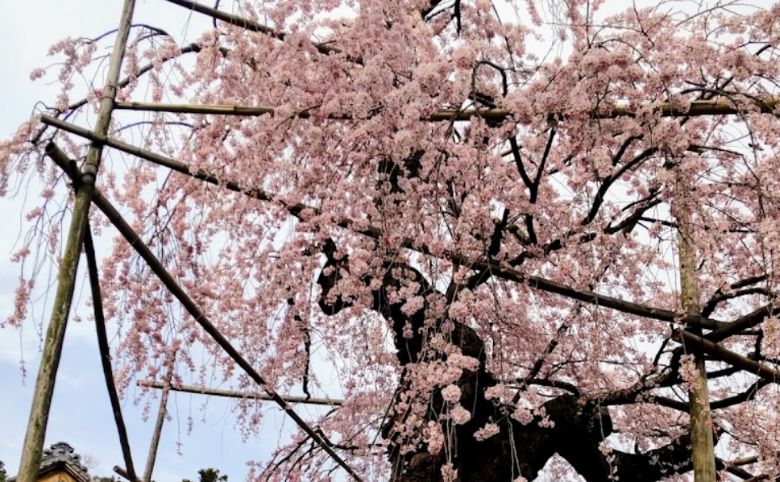 樹齢250年以上のしだれ桜