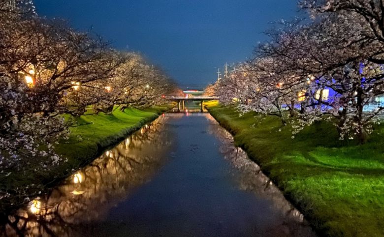 玉湯川堤桜並木