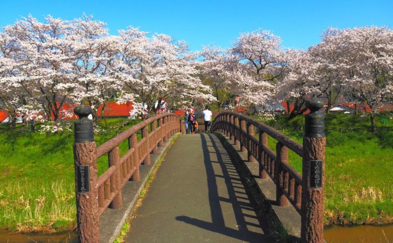 斐伊川堤防桜並木