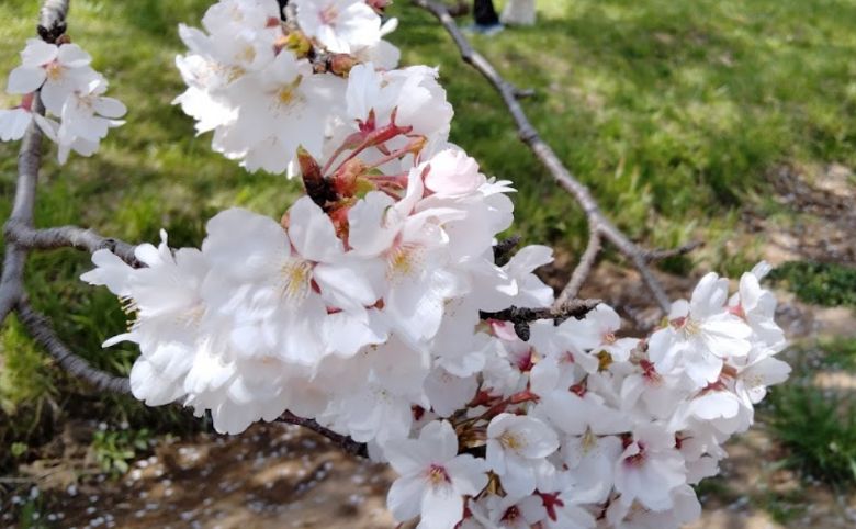 玉湯川堤桜並木