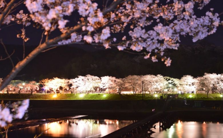 斐伊川堤防桜並木