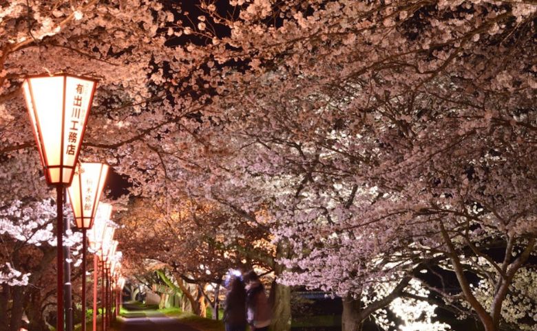 斐伊川堤防桜並木