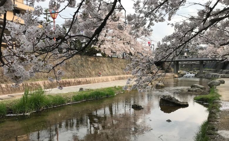 玉湯川堤桜並木