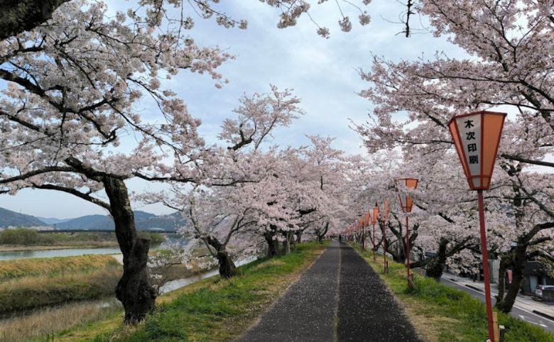 斐伊川堤防桜並木