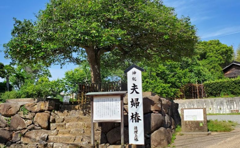 八重垣神社夫婦椿