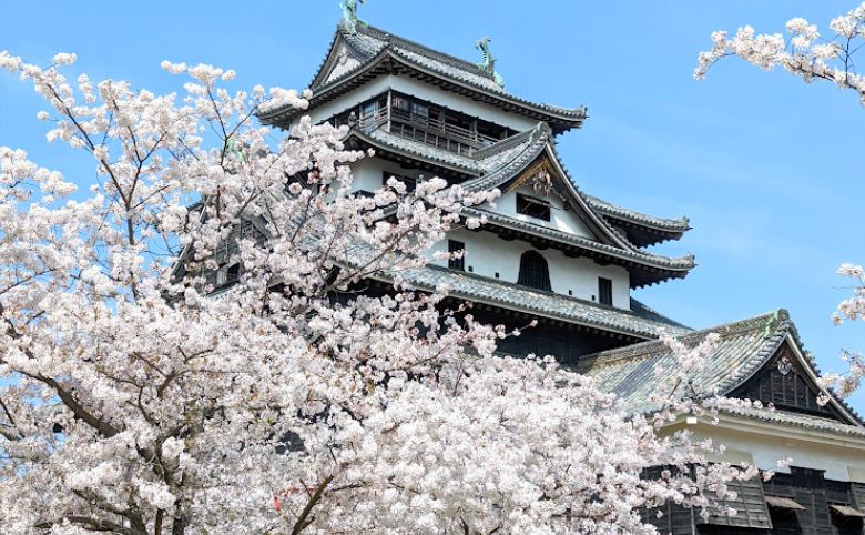 松江城花見の季節