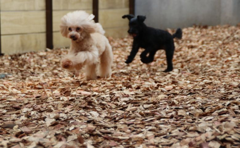 犬のトリミング・ホテル しっぽドッグラン