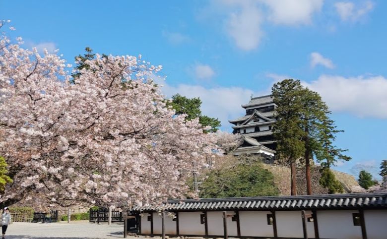 松江城桜