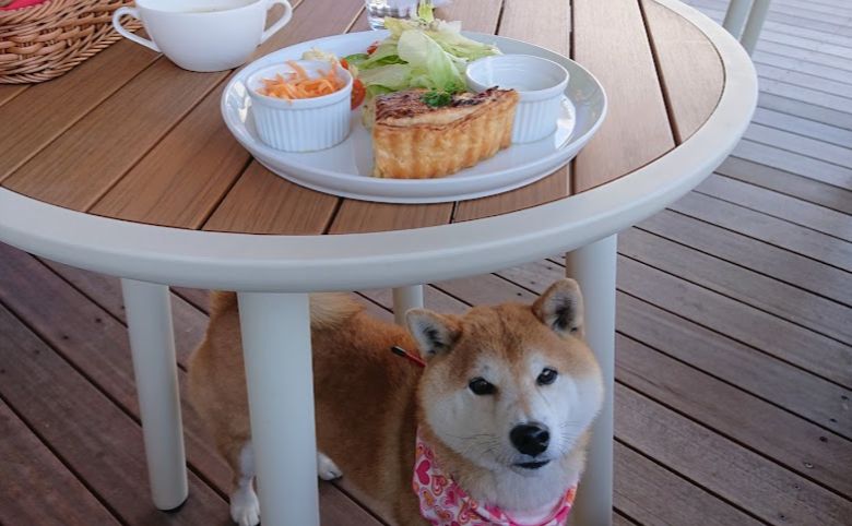 cafe wagging tail(ワギングテイル)