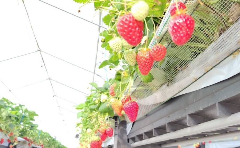 いちごの森 あおやま