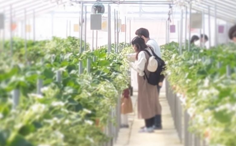 8farm エイトファームイチゴ狩り