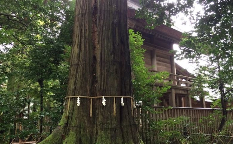 須佐神社(須佐大宮) の大杉