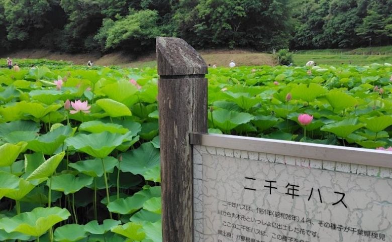 荒神谷遺跡の二千年ハス