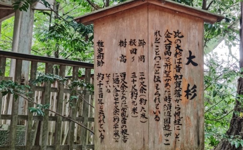 須佐神社(須佐大宮) の大杉の説明