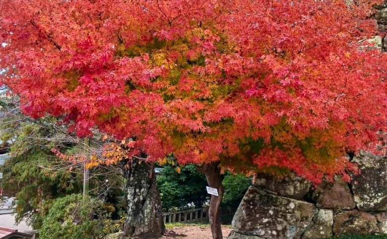 松江城山公園の紅葉